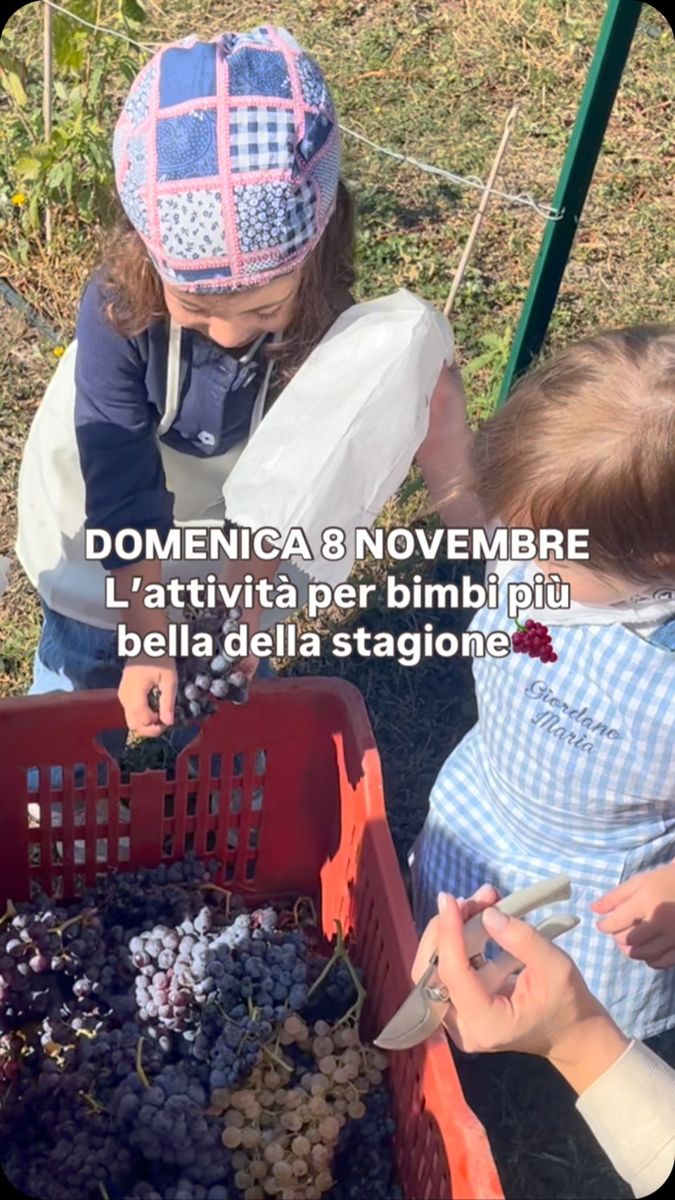 Locandina di Vendemmia per Bimbi